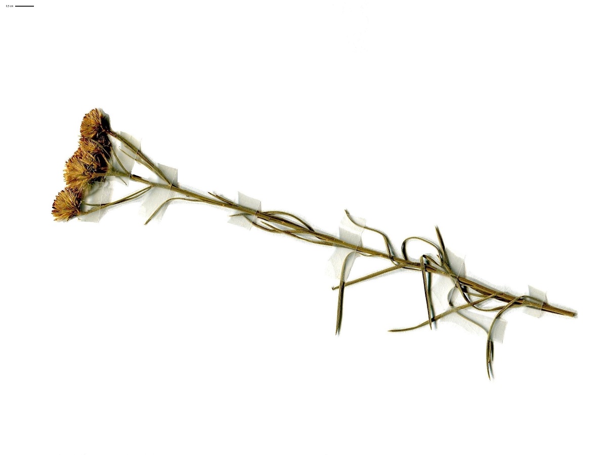 Galatella linosyris var. linosyris (Asteraceae)